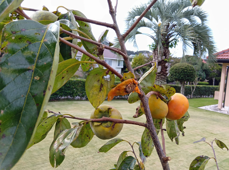 ヒヨドリに食われた柿２