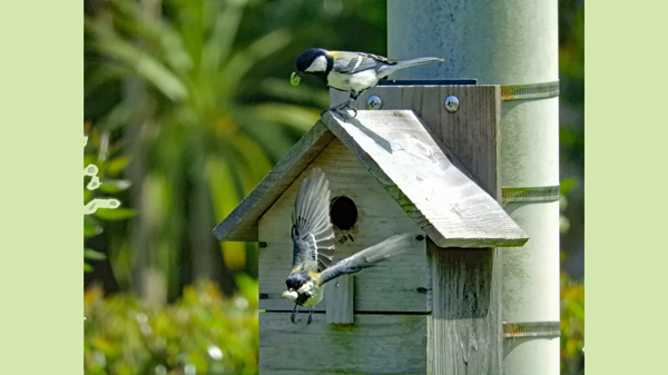 シジュウカラの給餌