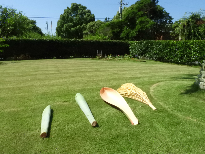 ヤタイヤシの花の苞