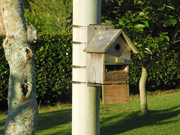 シジュウカラ２