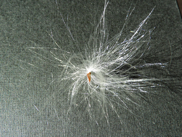 ガガイモの種１