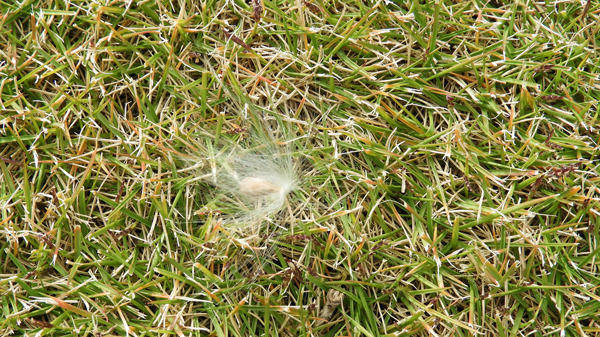 ガガイモの種２