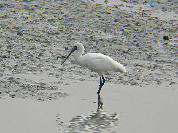 クロツラヘラサギ