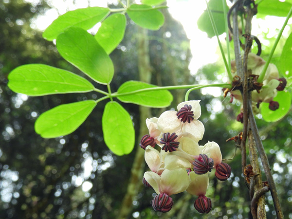 アケビの雄花