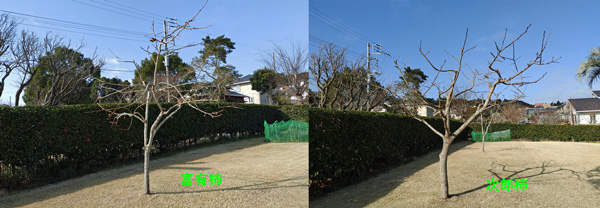 富有柿と次郎柿