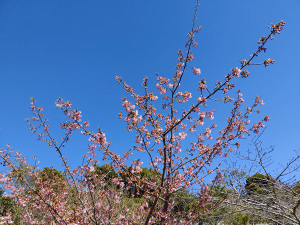 桜