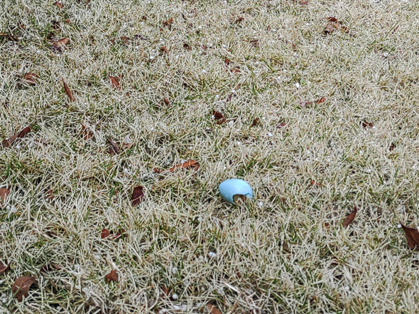 スズメの卵の殻