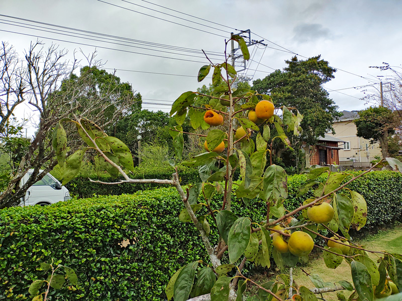 ヒヨドリに食われた柿