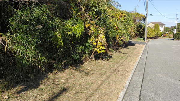 ガガイモの実1128